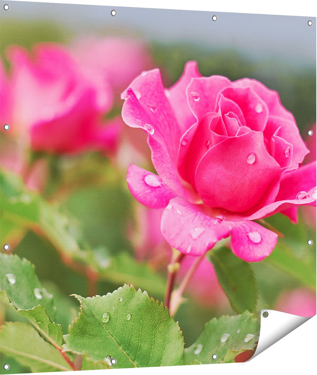 Gards Tuinposter Roze Roos met Waterdruppels - 110x110 cm - Tuindoek - Tuindecoratie - Wanddecoratie buiten - Tuinschilderij Multikleur