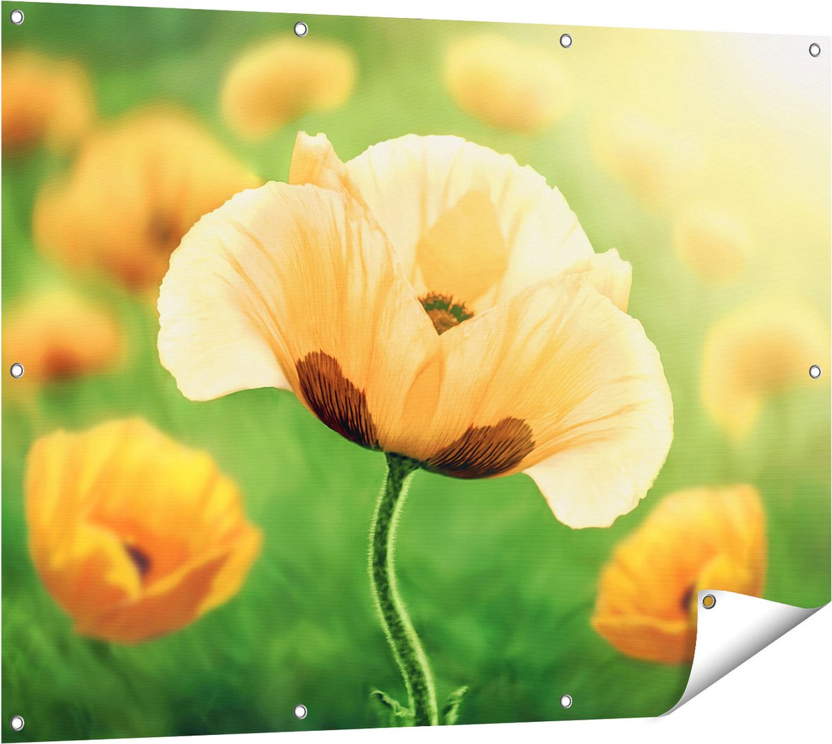 Gards Tuinposter Oranje Klaproos Bloemen - 120x90 cm - Tuindoek - Tuindecoratie - Wanddecoratie buiten - Tuinschilderij Multikleur
