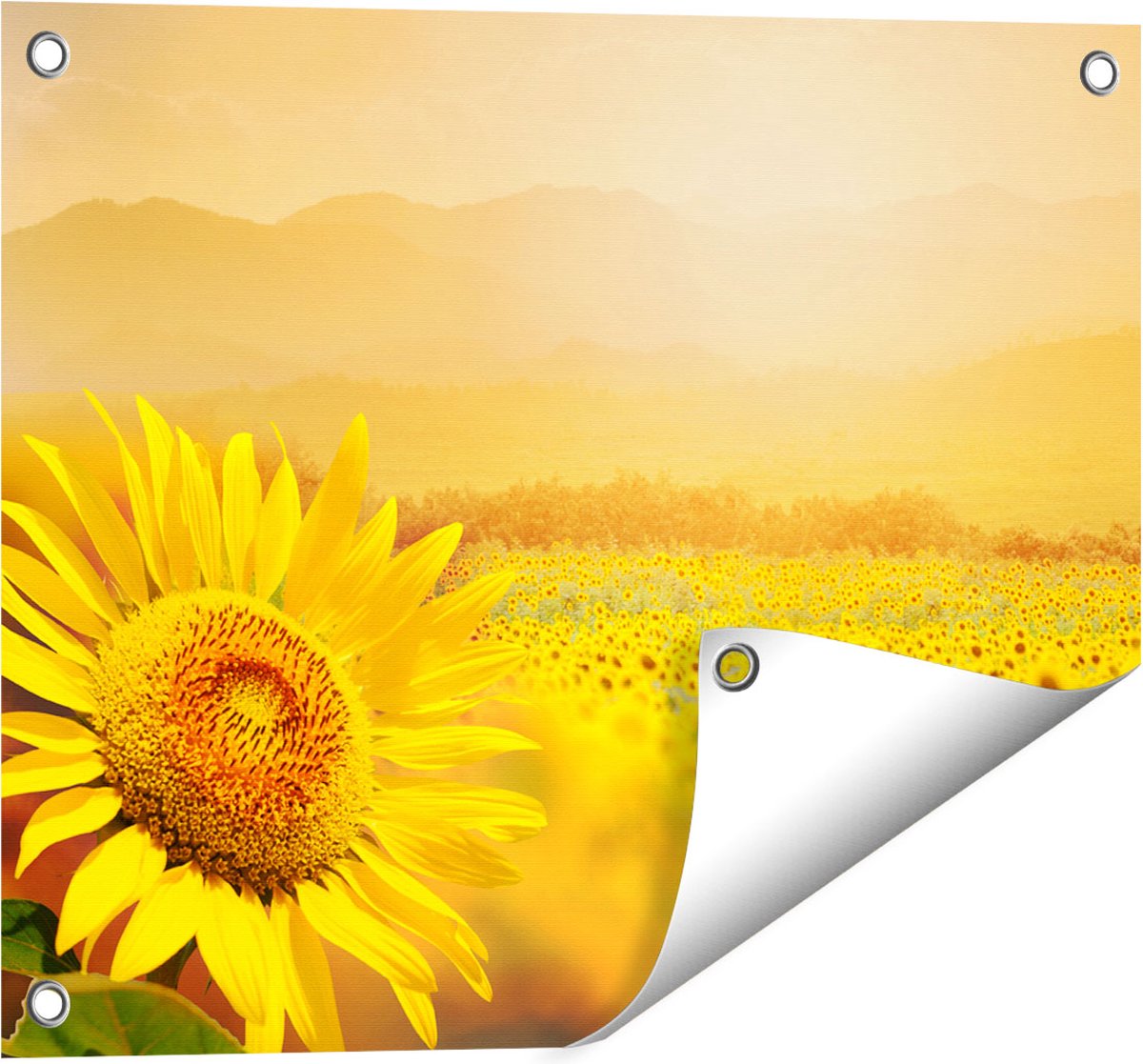 Gards Tuinposter Zonnebloemen Veld met Zonopkomst - 50x40 cm - Tuindoek - Tuindecoratie - Wanddecoratie buiten - Tuinschilderij Multikleur