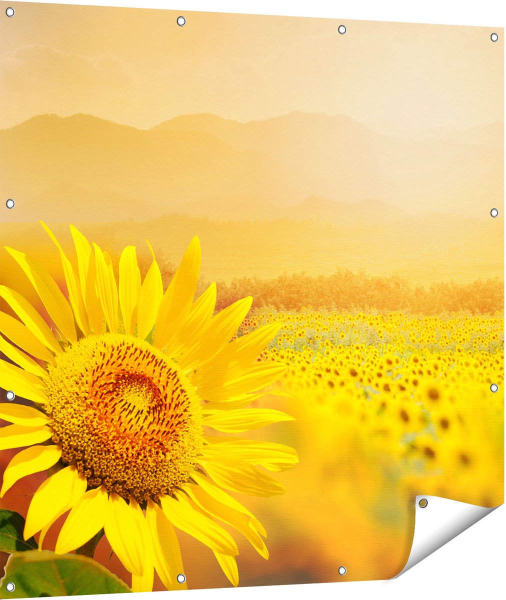 Gards Tuinposter Zonnebloemen Veld met Zonopkomst - 110x110 cm - Tuindoek - Tuindecoratie - Wanddecoratie buiten - Tuinschilderij Multikleur