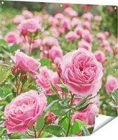 Gards Tuinposter Roze Rozen Bloemenveld - 100x100 cm - Tuindoek - Tuindecoratie - Wanddecoratie buiten - Tuinschilderij