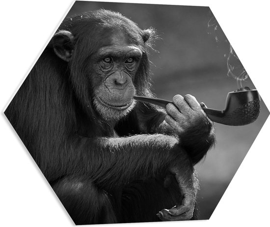 PVC Schuimplaat Hexagon - Chimpansee Aap Rokend aan Pijp (Zwart- wit) - 60x52.2 cm Foto op Hexagon (Met Ophangsysteem)