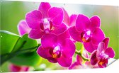 Gards Tuinposter Roze Orchidee Bloemen - 200x100 cm - Tuindoek - Tuindecoratie - Wanddecoratie buiten - Tuinschilderij
