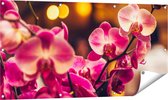 Gards Affiche de jardin Fleurs d'orchidées roses - 120x60 cm - Toile jardin - Décoration de jardin - Décoration murale extérieur - Tableau jardin