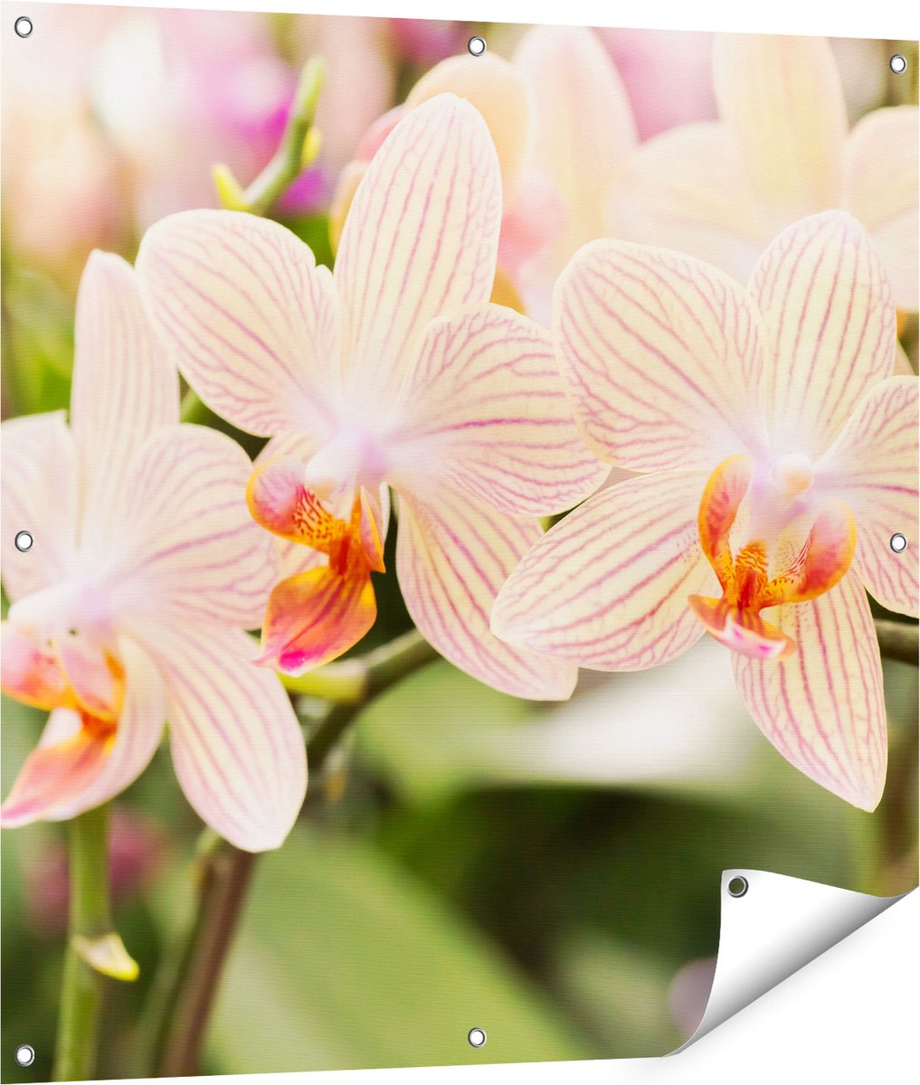 Gards Tuinposter Gestreepte Witte Orchidee Bloemen - 90x90 cm - Tuindoek - Tuindecoratie - Wanddecoratie buiten - Tuinschilderij Multikleur