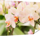 Gards Tuinposter Gestreepte Witte Orchidee Bloemen - 160x120 cm - Tuindoek - Tuindecoratie - Wanddecoratie buiten - Tuinschilderij