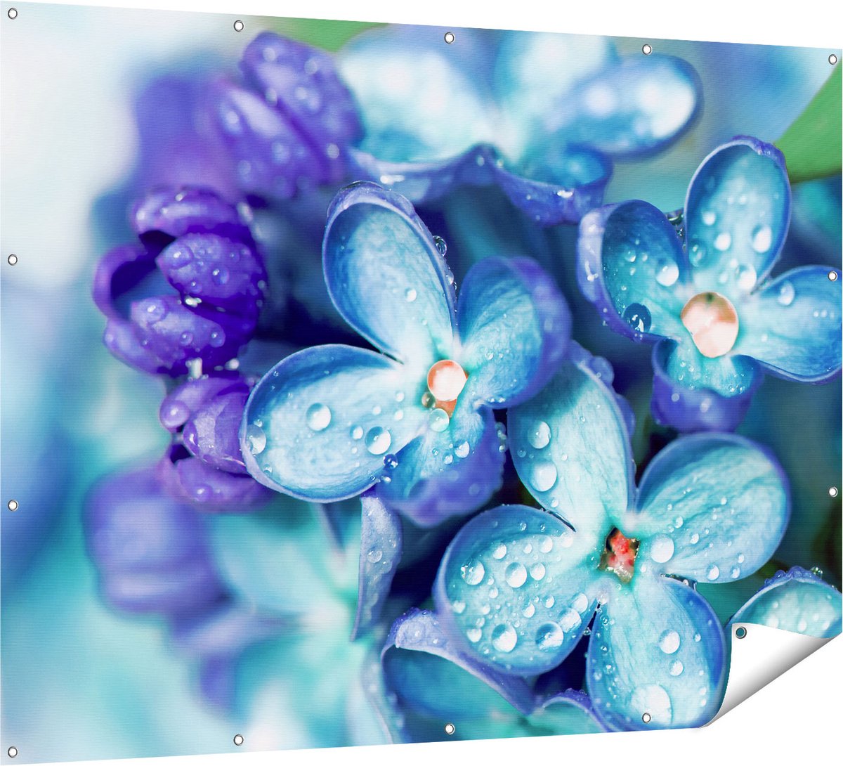 Gards Tuinposter Blauwe Lila Bloemen - Seringen - 160x120 cm - Tuindoek - Tuindecoratie - Wanddecoratie buiten - Tuinschilderij Multikleur