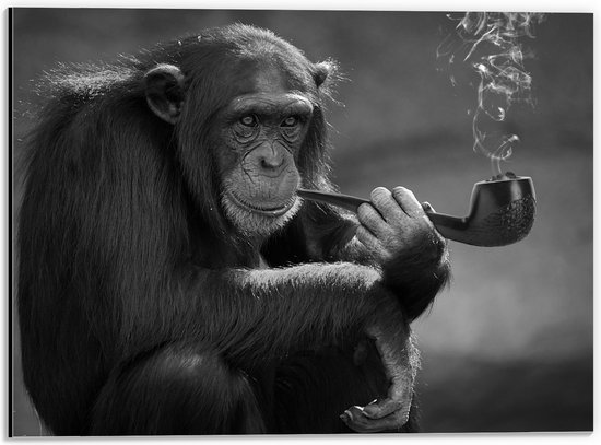 Dibond - Chimpansee Aap Rokend aan Pijp (Zwart- wit) - 40x30 cm Foto op Aluminium (Wanddecoratie van metaal)