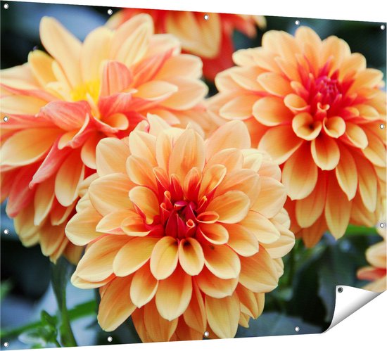 Gards Tuinposter Oranje Dahlia Bloemen - 160x120 cm - Tuindoek - Tuindecoratie - Wanddecoratie buiten - Tuinschilderij