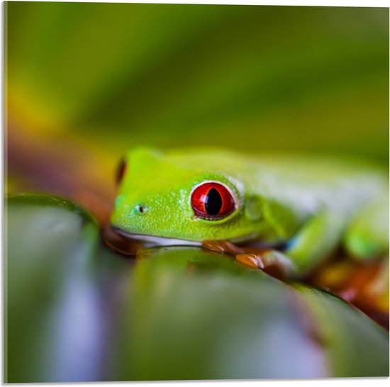 Acrylglas - Exotische Gifgroene Kikker met Rode Ogen op Groen Blad - 50x50 cm Foto op Acrylglas (Wanddecoratie op Acrylaat)