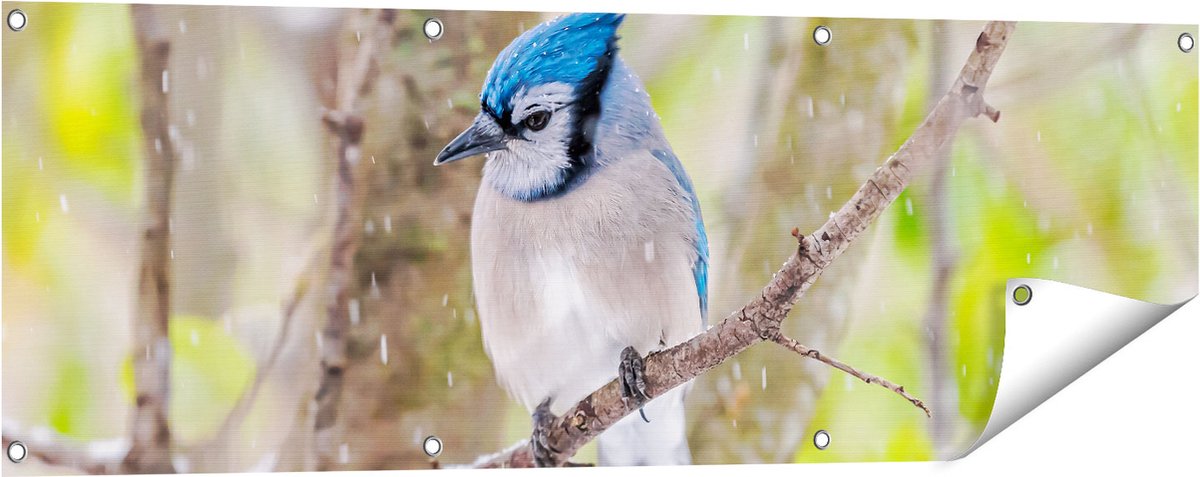 Gards Tuinposter Blauwe Gaai Vogel in de Sneeuw - 120x40 cm - Tuindoek - Tuindecoratie - Wanddecoratie buiten - Tuinschilderij Multikleur