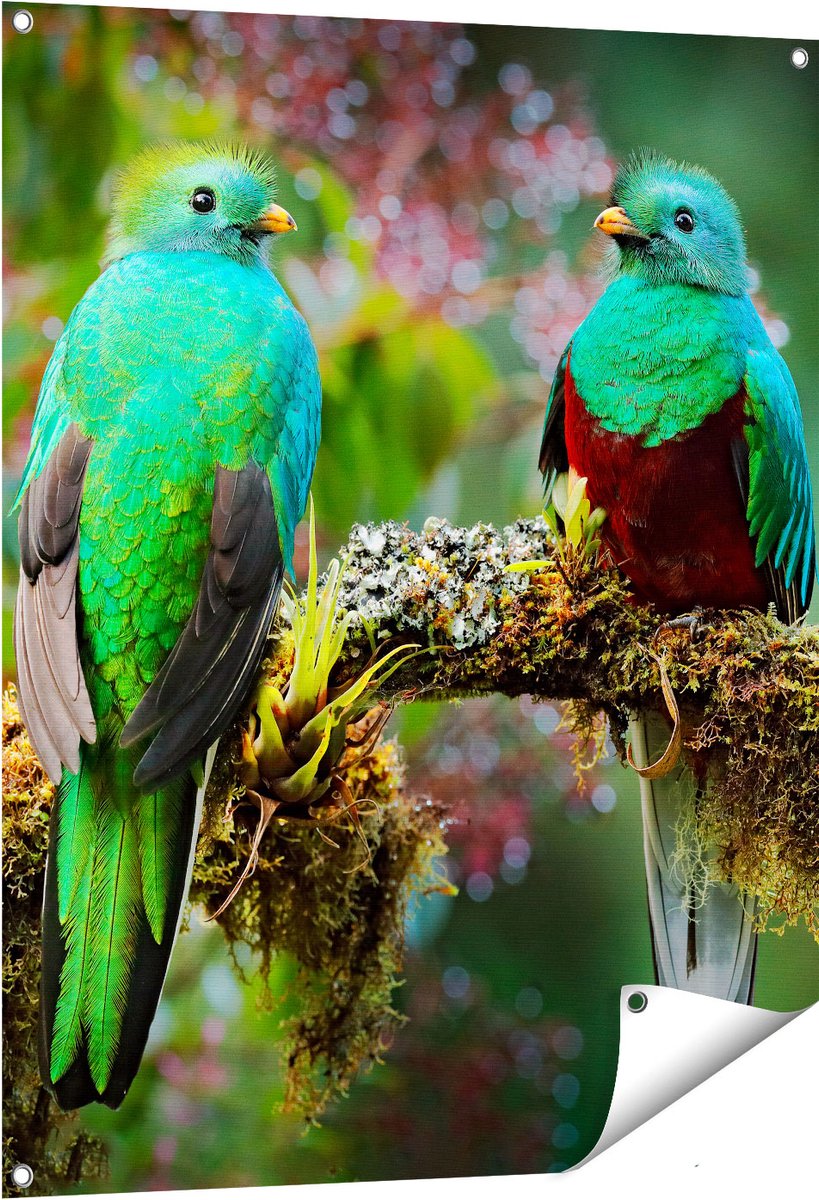 Gards Tuinposter Twee Groene Quetzal Vogels op een Tak - 80x100 cm - Tuindoek - Tuindecoratie - Wanddecoratie buiten - Tuinschilderij Multikleur