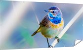 Gards Tuinposter Kleurrijke Blauwborst Vogel op een Tak - 200x100 cm - Tuindoek - Tuindecoratie - Wanddecoratie buiten - Tuinschilderij