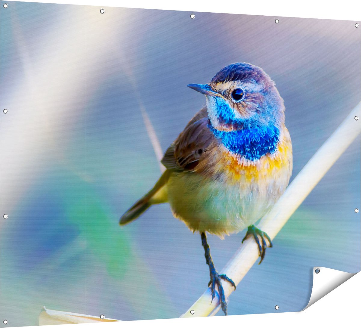 Gards Tuinposter Kleurrijke Blauwborst Vogel op een Tak - 160x120 cm - Tuindoek - Tuindecoratie - Wanddecoratie buiten - Tuinschilderij Multikleur