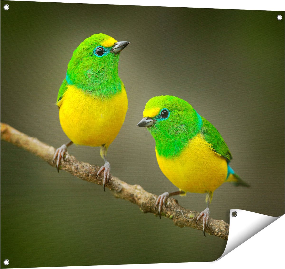 Gards Tuinposter Twee Groen Gele Zangvogels op een Tak - 100x80 cm - Tuindoek - Tuindecoratie - Wanddecoratie buiten - Tuinschilderij Multikleur