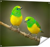 Affiche de jardin du Gards Deux oiseaux chanteurs vert jaune sur une branche - 100x80 cm - Toile de jardin - Décoration de jardin - Décoration murale extérieur - Tableau de jardin