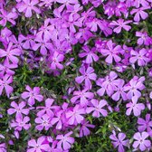 6x Flamme Fleur - Phlox (D) 'Lilac Cloud' - Pot 9x9cm