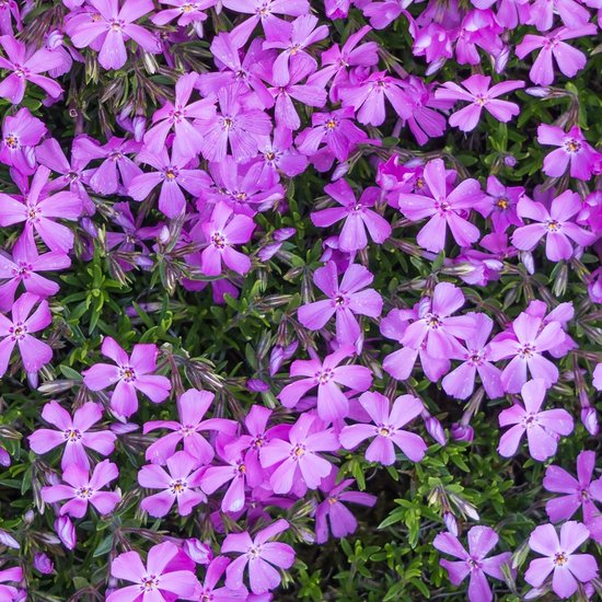 6x Vlambloem - Phlox (D) ‘Lilac Cloud’ - Pot 9x9cm