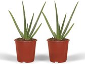 Hello Plants Echte Aloe Vera Plant - 2 Stuks - Ø 12 cm - Hoogte: 40 cm - Vetplant Succulent