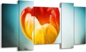 GroepArt - Schilderij - Tulp - Oranje, Rood, Blauw - 120x65 5Luik - Foto Op Canvas - GroepArt 6000+ Schilderijen 0p Canvas Art Collectie - Wanddecoratie