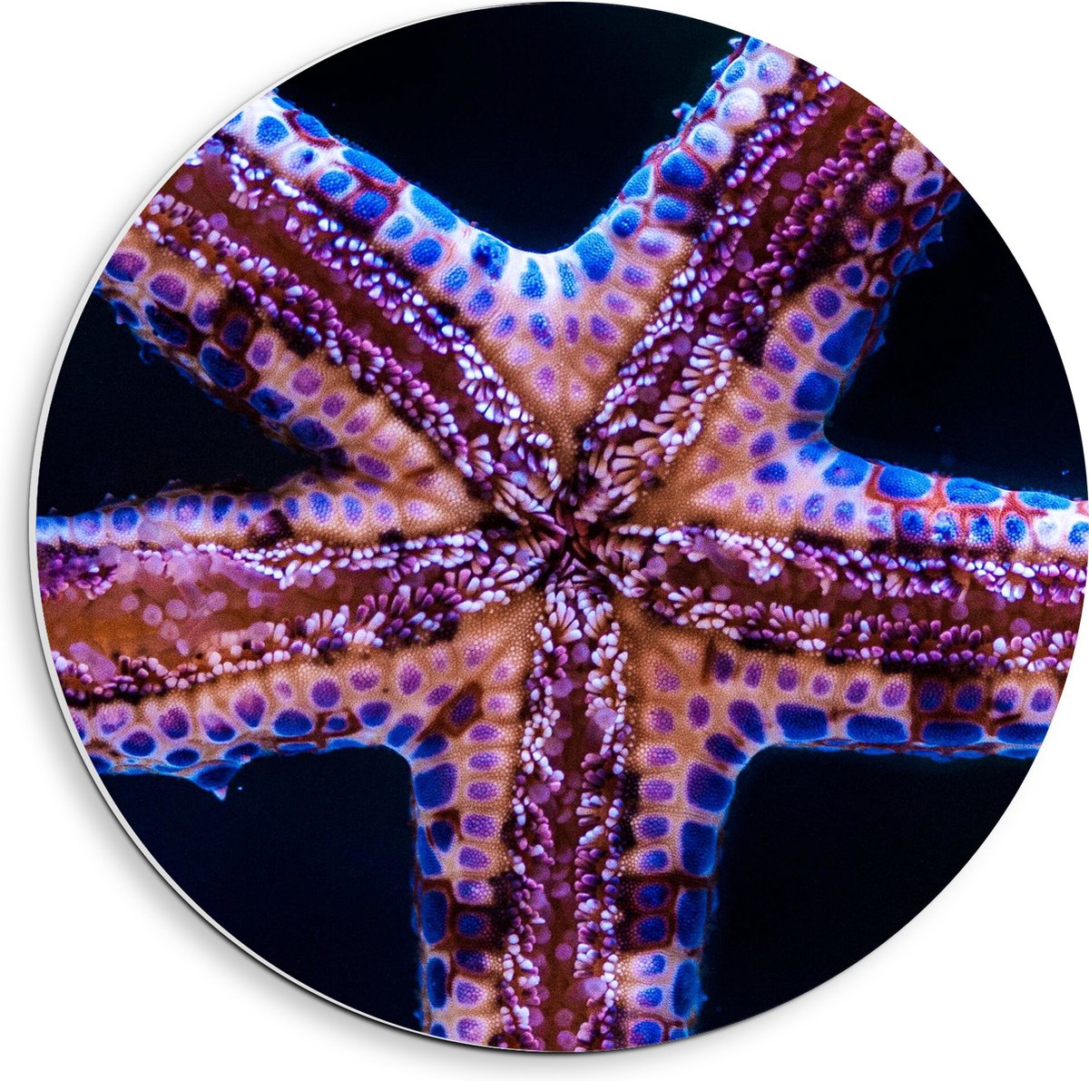 PVC Schuimplaat Muurcirkel - Close-up van Zeester tegen Raam van Aquarium - 40x40 cm Foto op Muurcirkel (met ophangsysteem)