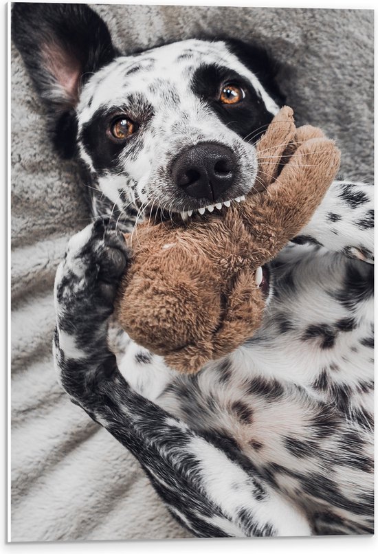 PVC Schuimplaat- Dalmatiër Hond Spelend met Bruine Knuffel - 40x60 cm Foto op PVC Schuimplaat