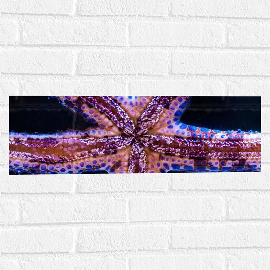 Muursticker - Close-up van Zeester tegen Raam van Aquarium - 60x20 cm Foto op Muursticker