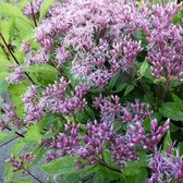 6x Koninginnekruid - Eupatorium maculatum ‘Purple Bush’ - Pot 9x9cm