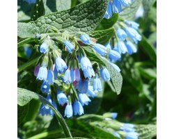 6x Smeerwortel - Symphytum azureum - Pot 9x9cm