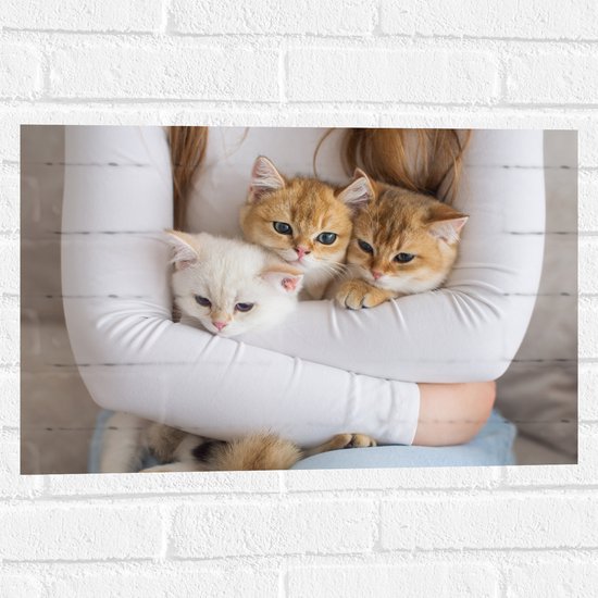 Muursticker - Drie Britse Korthaar Kittens in de Armen van een Meisje - 60x40 cm Foto op Muursticker
