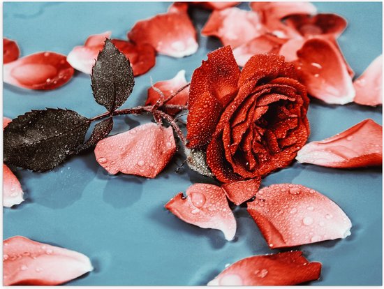 Poster Glanzend – Losse Rozenblaadjes met Rode Roos Vol Waterdruppels - 40x30 cm Foto op Posterpapier met Glanzende Afwerking