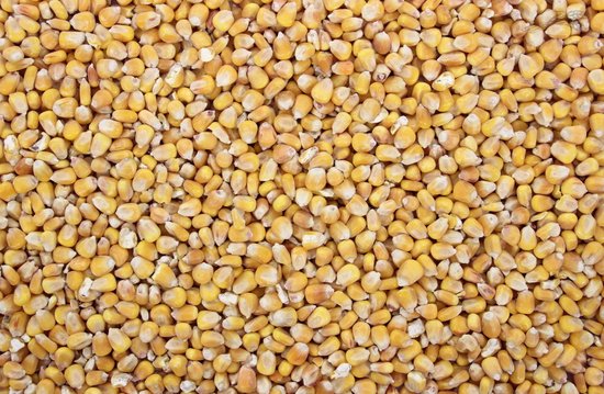 Foto: Mais frans heel vis aas om zelf te koken 5 kilo