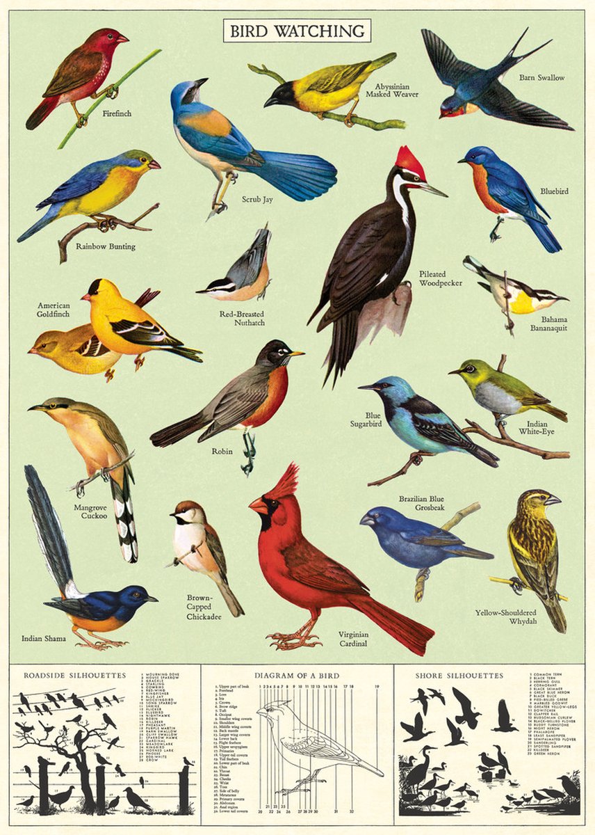 Cavallini & Co Poster - Study of Birds / Bird Watching - Cavallini & Co - Vintage schoolplaat Vogels Multi Color Birds
