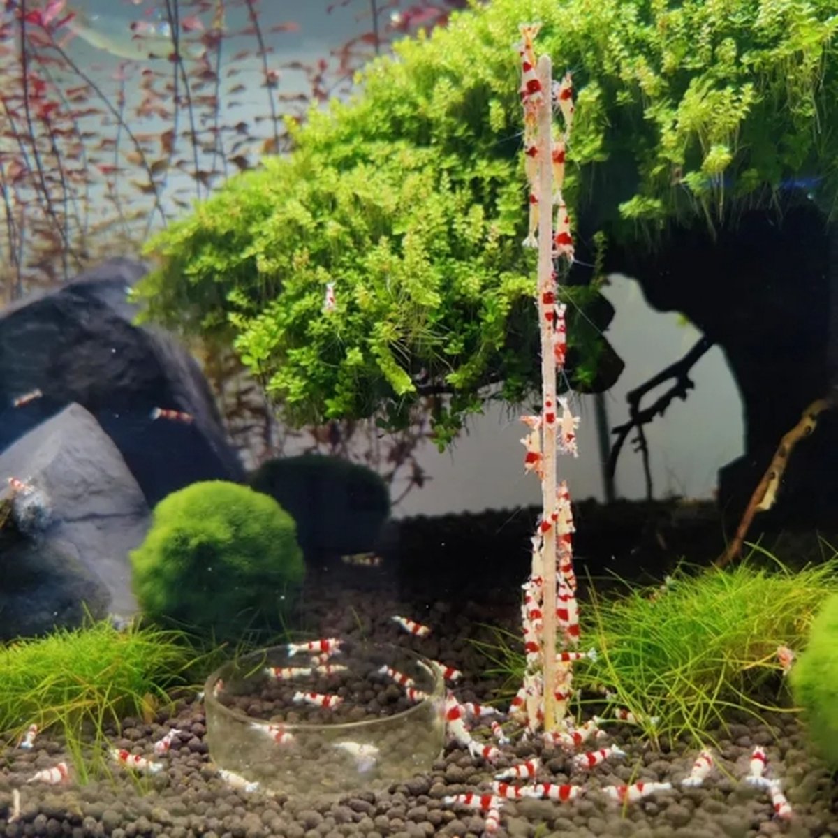 Garnalenlollies - Aquarium - 18 cm - Bieten - 10 stuks