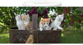 Spaarpot - Mand met Kittens