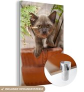 MuchoWow® Glasschilderij - Een jong Burmees katje zit tussen de planten - 60x90 cm - Acrylglas Schilderijen - Foto op Glas