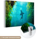 MuchoWow® Glasschilderij 90x60 cm - Schilderij acrylglas - Kelp - Water - Haai - Foto op glas - Schilderijen