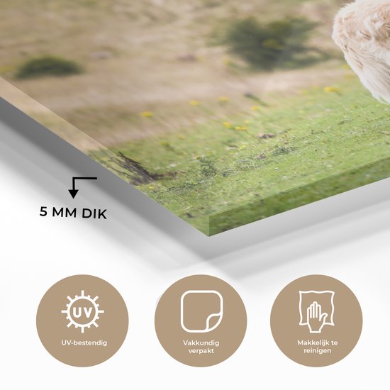 MuchoWow® Glasschilderij 180x120 cm - Schilderij acrylglas - Prachtige afbeelding van een Golden Retriever - Foto op glas - Schilderijen