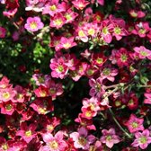 6x Steenbreek - Saxifraga arendsii ‘Blütenteppich’ - Pot 9x9cm