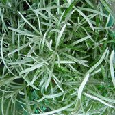 6x Kerrieplant - Helicrysum italicum - Pot 9x9cm