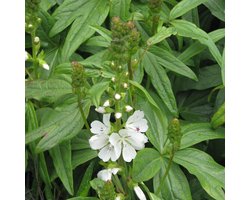 6x Griekse malva - Sidalcea candida - Pot 9x9cm