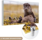 MuchoWow® Glasschilderij 120x60 cm - Schilderij acrylglas - Schotse Otter - Foto op glas - Schilderijen