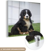 MuchoWow® Glasschilderij 90x90 cm - Schilderij acrylglas - Super schattige Berner Sennenhond puppy - Foto op glas - Schilderijen