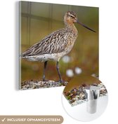 MuchoWow® Glasschilderij 20x20 cm - Schilderij acrylglas - Rosse grutto in een bloeiende omgeving - Foto op glas - Schilderijen