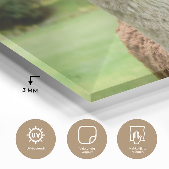 ® Glasschilderij 40x20 cm - Schilderij acrylglas - Alpaca - Wit - Bruin - Boom - Foto op glas - Muurdecoratie woonkamer - Wanddecoratie slaapkamer - Schilderijen