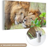 MuchoWow® Glasschilderij 120x60 cm - Schilderij acrylglas - Leeuwen - Gras - Dieren - Foto op glas - Schilderijen