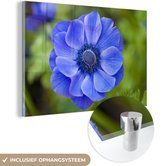 MuchoWow® Glasschilderij 60x40 cm - Schilderij glas - Blauwe anemoon - Foto op acrylglas - Schilderijen