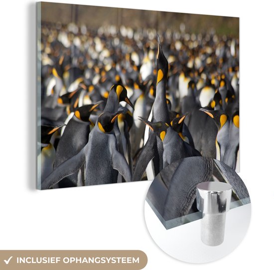 Glasschilderij - Keizerpinguïn boven de andere pinguïns - Acrylglas Schilderijen - Foto op Glas