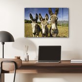 MuchoWow® Glasschilderij 60x40 cm - Schilderij acrylglas - Drie ezels in een weiland - Foto op glas - Schilderijen