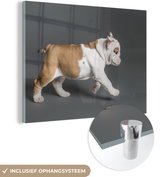 MuchoWow® Glasschilderij 160x120 cm - Schilderij acrylglas - Buldog puppy in actie - Foto op glas - Schilderijen